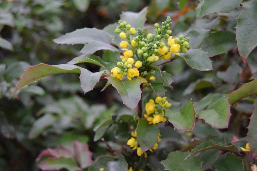 Mahonia aquifolium 20-30 cm